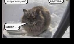 Не забывай про братьев меньших