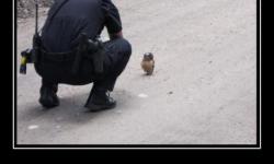 Когда полицейский остановил тебя на улице