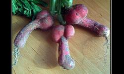 И вновь земля русская ответила на санкции