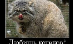 Любишь котиков?