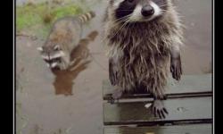 А Леша выйдет?