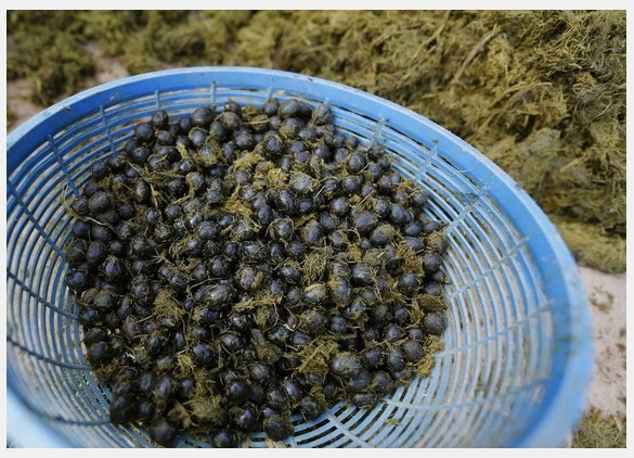 Черная слоновая кость