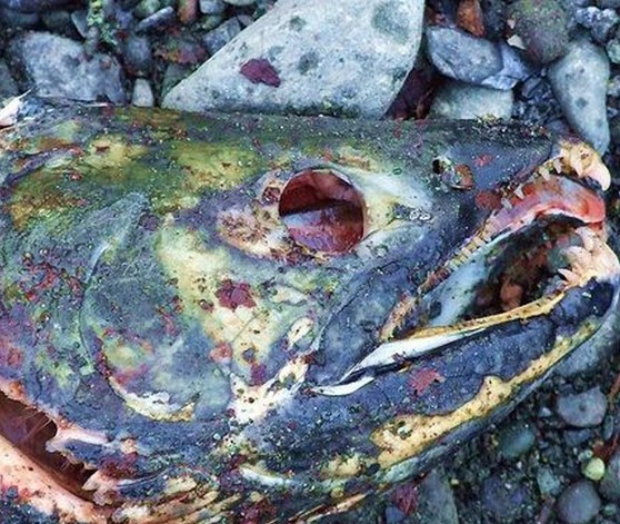 Дохлые вонючие рыбьи головы